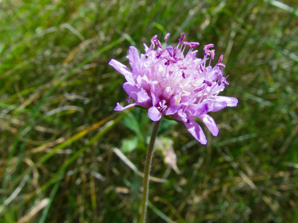 Knautia arvensis (L.)